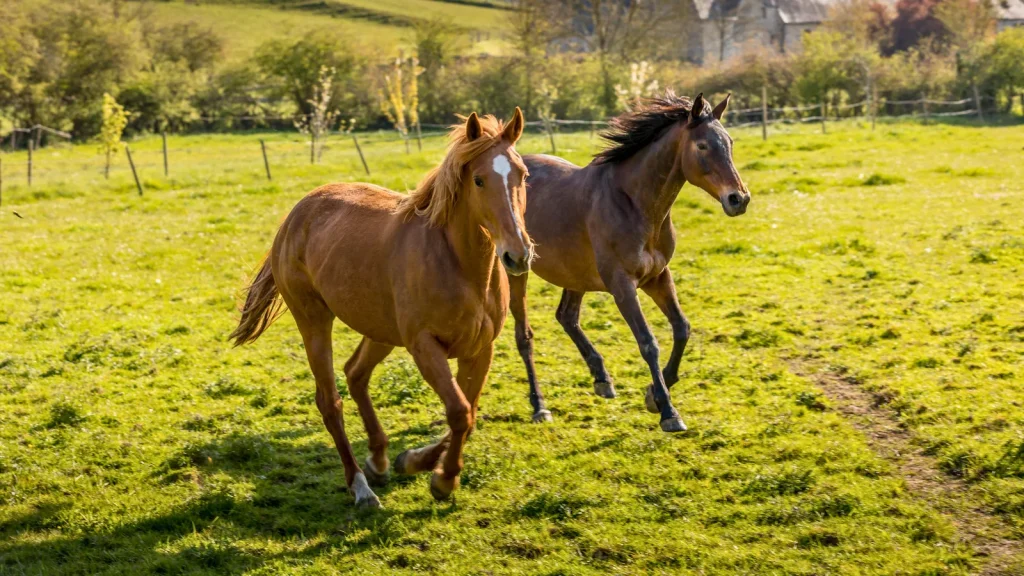 Chevaux en Mayenne