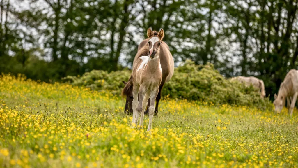 Poulain en Mayenne