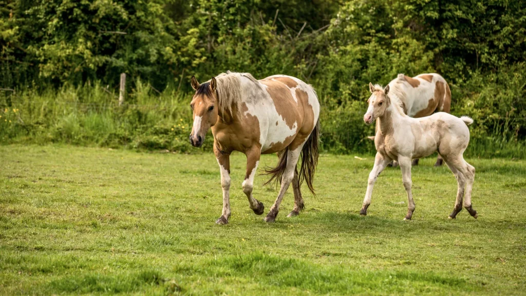 Chevaux en Mayenne