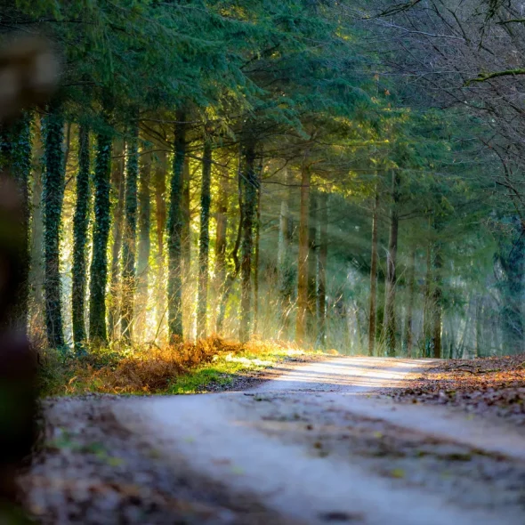 Forêt dans les Coëvrons