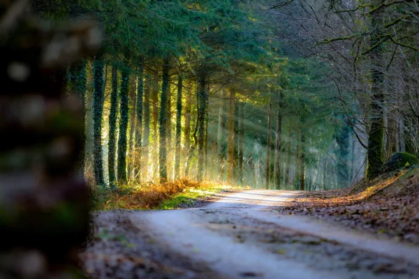 Forêt dans les Coëvrons