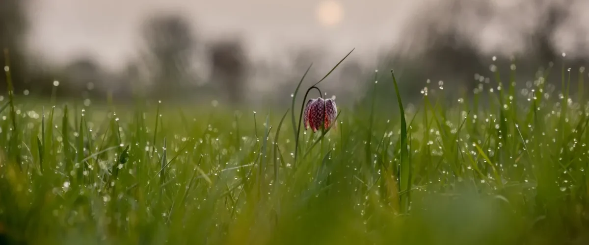 Fleur dans les champs mayennais