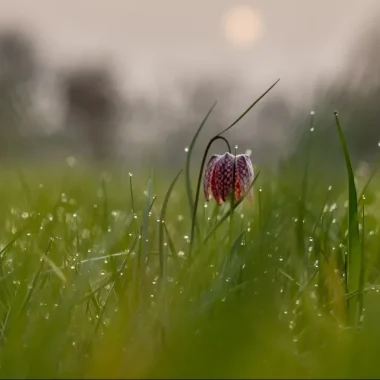 Fleur dans les champs mayennais