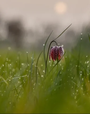 Fleur dans les champs mayennais